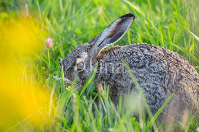 Brown Hare (Lepus europaeus)