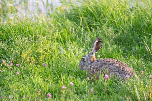 Brown Hare (Lepus europaeus)