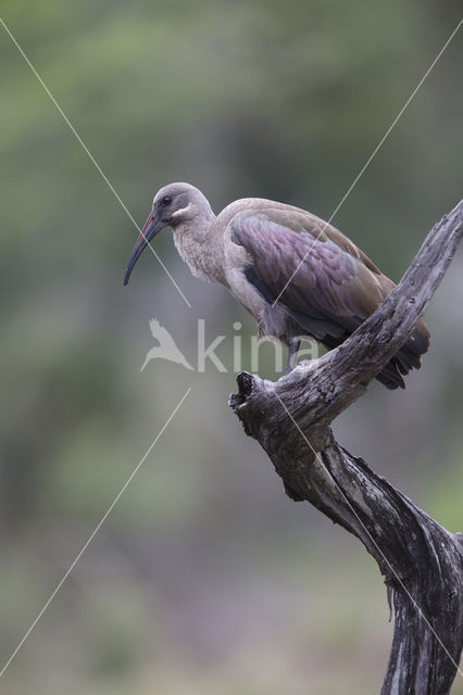 Hadada ibis (Hagedashia hagedash)
