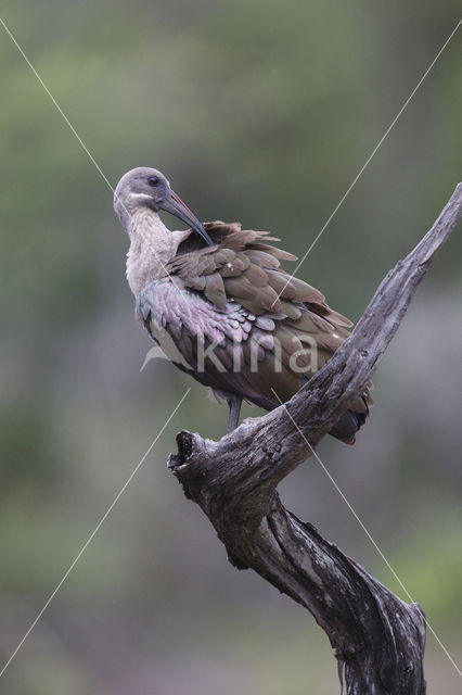 Hadada ibis (Hagedashia hagedash)