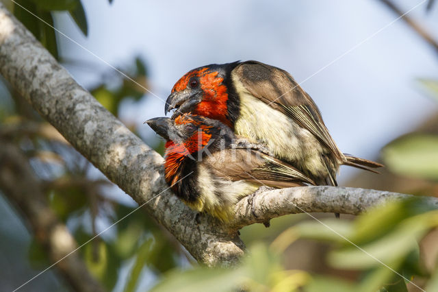 Halsbandbaardvogel (Lybius torquatus)