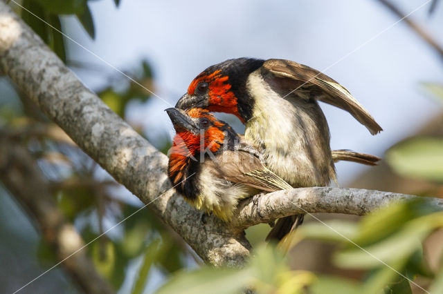 Halsbandbaardvogel (Lybius torquatus)