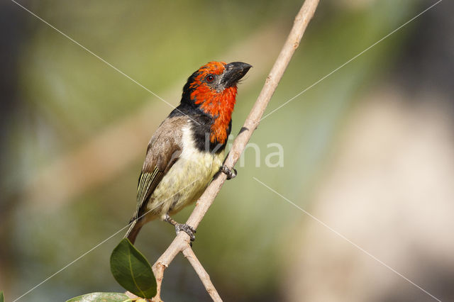 Halsbandbaardvogel (Lybius torquatus)