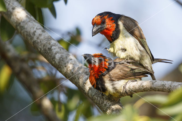 Halsbandbaardvogel (Lybius torquatus)