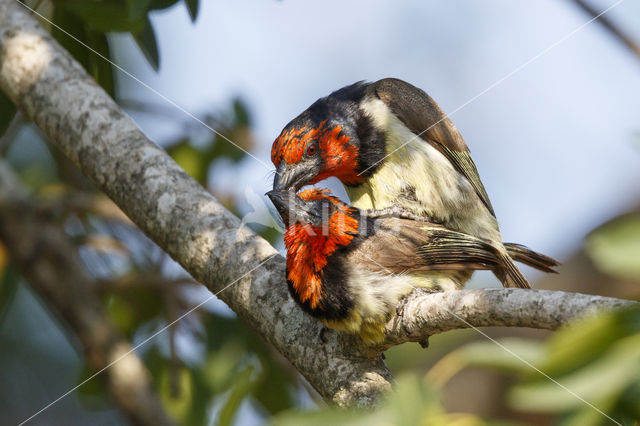Halsbandbaardvogel (Lybius torquatus)