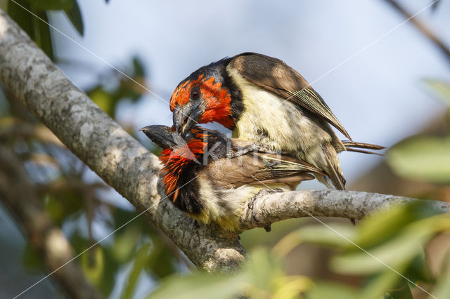 Halsbandbaardvogel (Lybius torquatus)