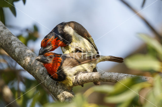 Halsbandbaardvogel (Lybius torquatus)