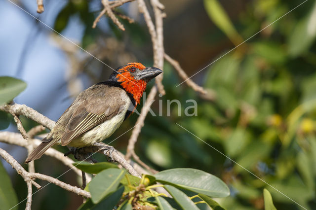 Halsbandbaardvogel (Lybius torquatus)