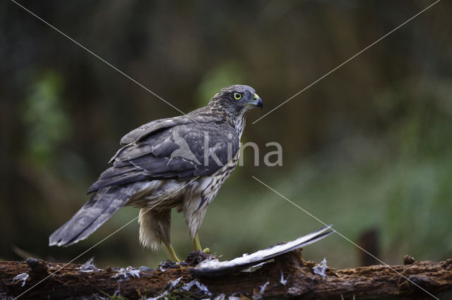 Goshawk (Accipiter gentilis)