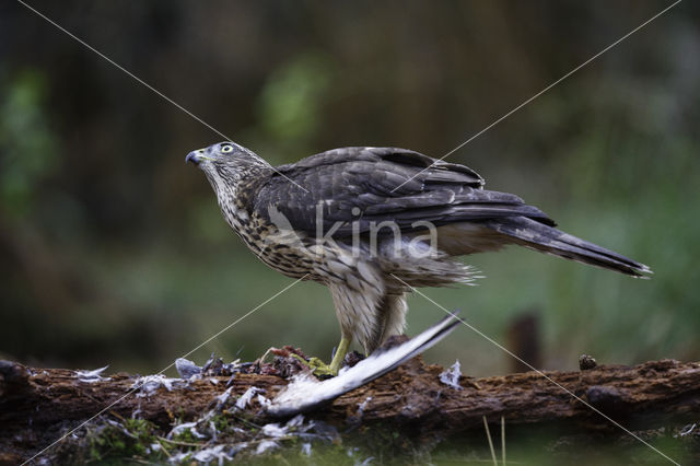 Havik (Accipiter gentilis)