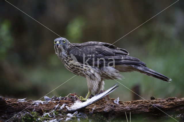 Havik (Accipiter gentilis)