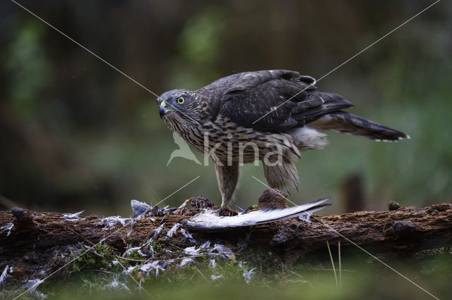 Havik (Accipiter gentilis)