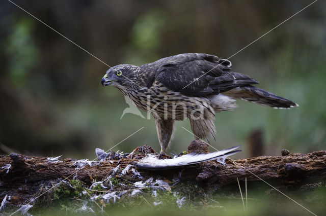 Havik (Accipiter gentilis)