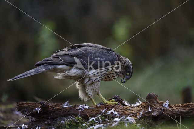 Havik (Accipiter gentilis)