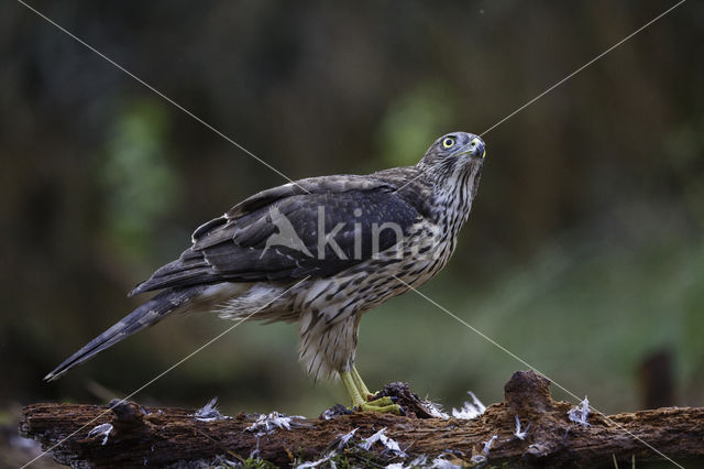 Goshawk (Accipiter gentilis)