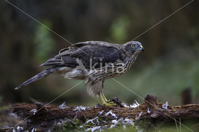 Havik (Accipiter gentilis)