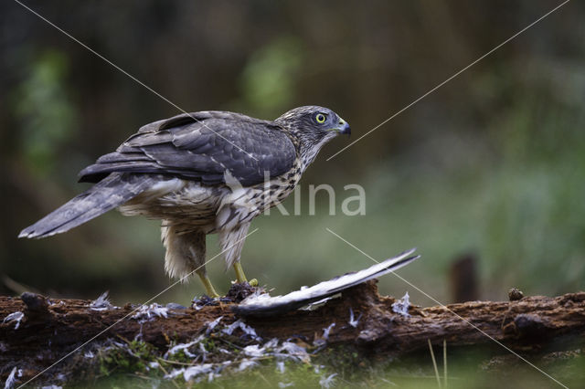 Goshawk (Accipiter gentilis)