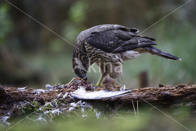 Havik (Accipiter gentilis)