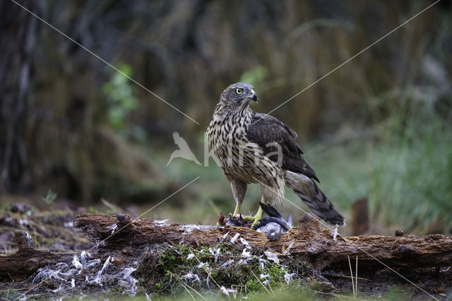 Havik (Accipiter gentilis)