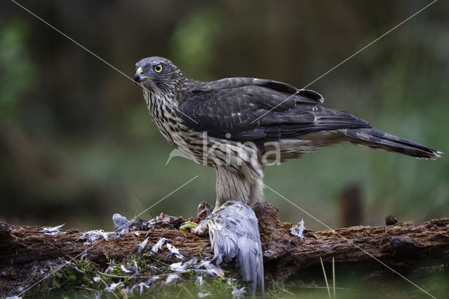 Goshawk (Accipiter gentilis)