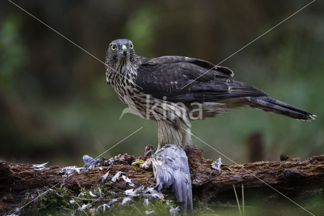 Goshawk (Accipiter gentilis)