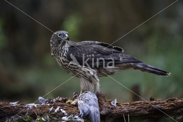 Goshawk (Accipiter gentilis)