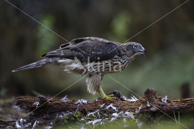 Goshawk (Accipiter gentilis)