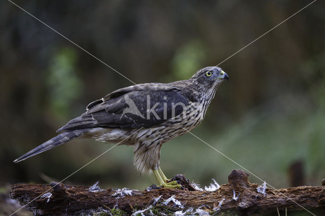 Havik (Accipiter gentilis)