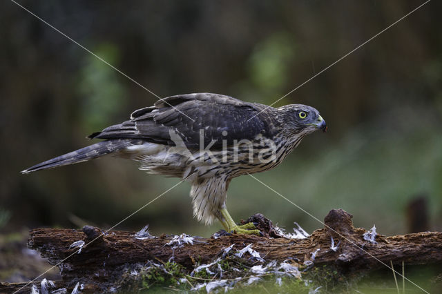 Havik (Accipiter gentilis)