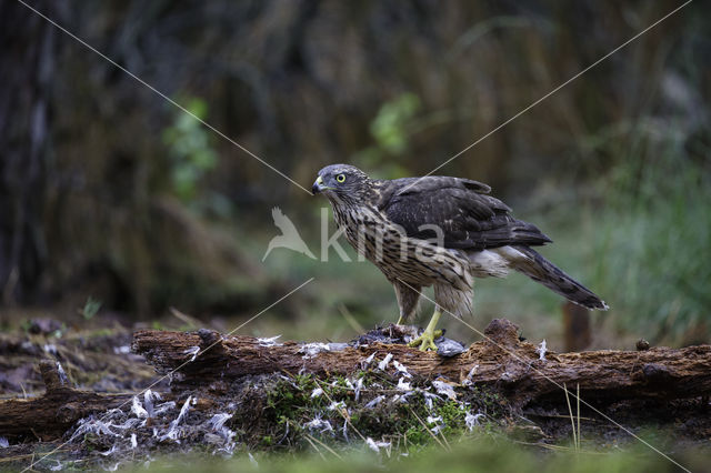 Goshawk (Accipiter gentilis)