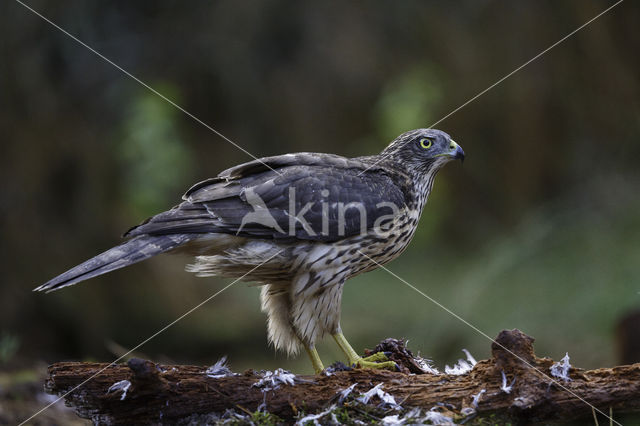 Goshawk (Accipiter gentilis)