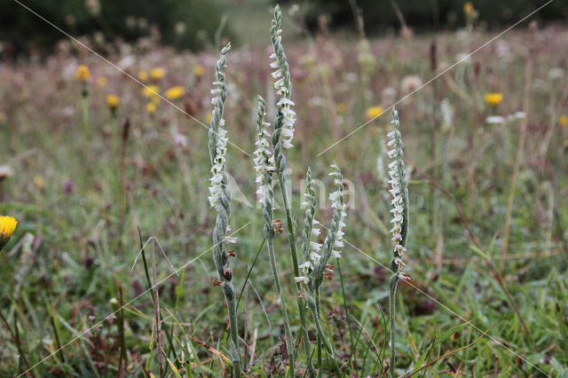 Herfstschroeforchis (Spiranthes spiralis)