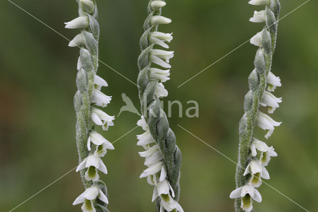 Herfstschroeforchis (Spiranthes spiralis)