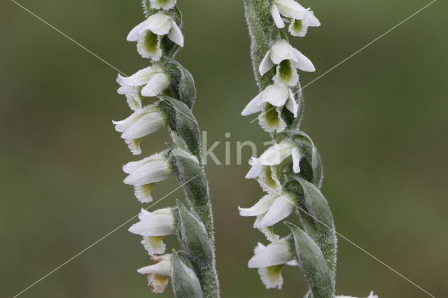 Autumn Lady's-tresses (Spiranthes spiralis)