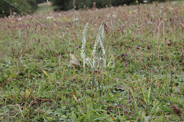 Autumn Lady's-tresses (Spiranthes spiralis)