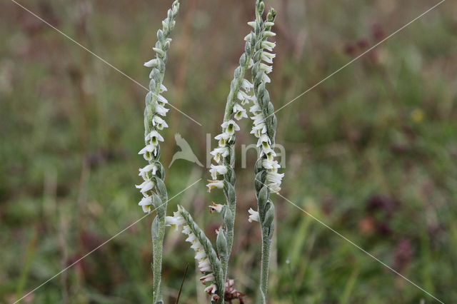Herfstschroeforchis (Spiranthes spiralis)