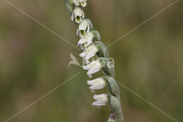 Autumn Lady's-tresses (Spiranthes spiralis)