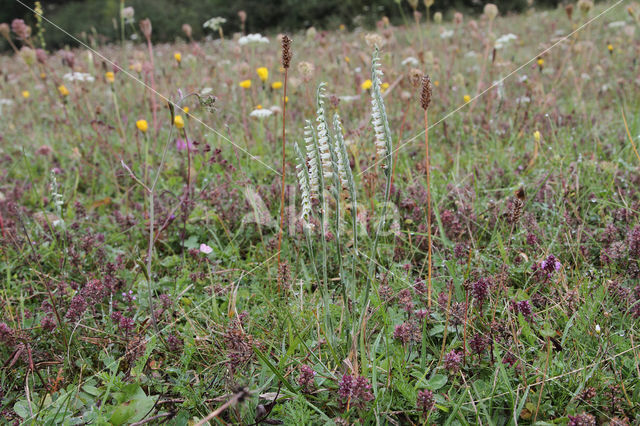 Autumn Lady's-tresses (Spiranthes spiralis)
