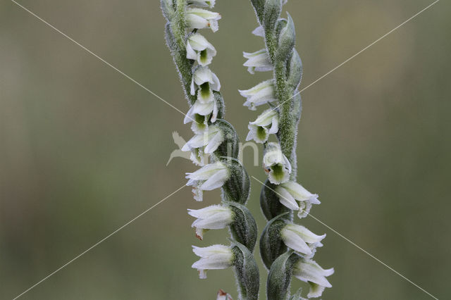 Herfstschroeforchis (Spiranthes spiralis)