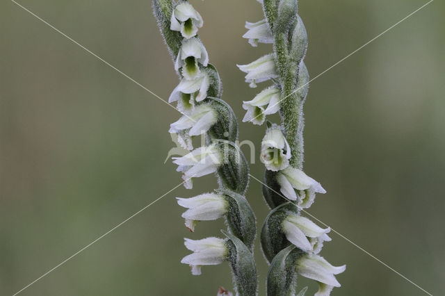 Autumn Lady's-tresses (Spiranthes spiralis)