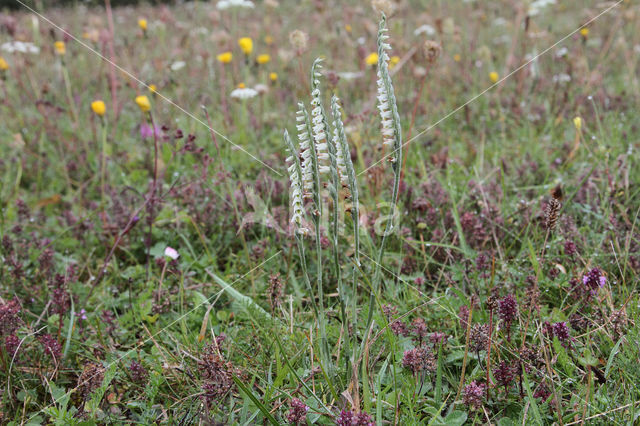 Herfstschroeforchis (Spiranthes spiralis)