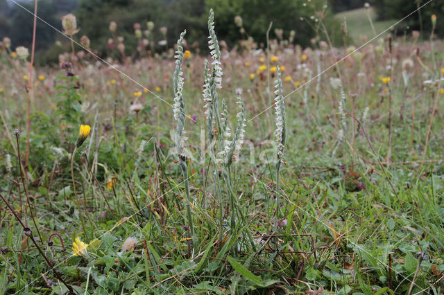 Herfstschroeforchis (Spiranthes spiralis)
