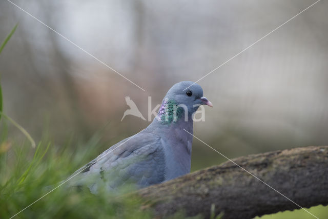 Holenduif (Columba oenas)