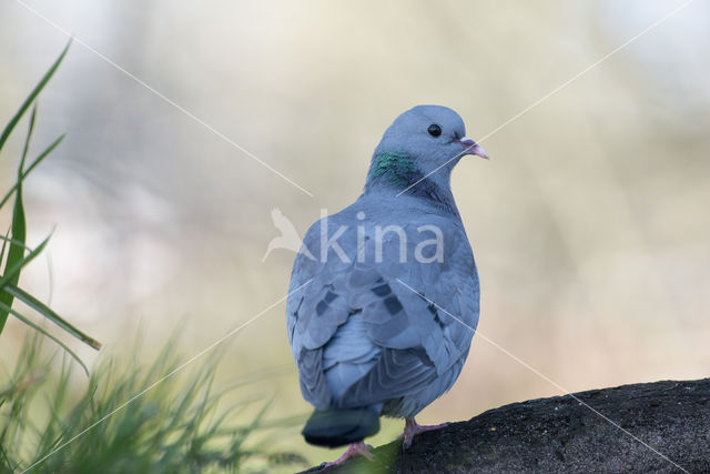 Stock Dove (Columba oenas)