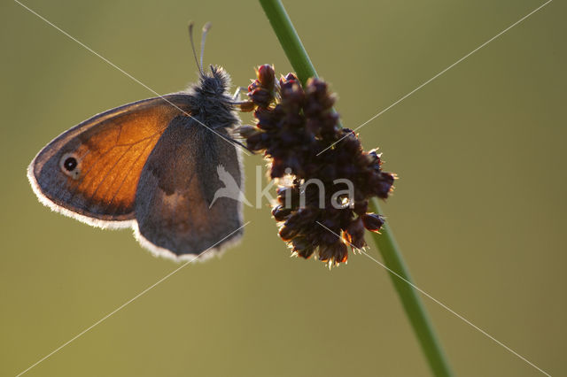 Hooibeestje (Coenonympha pamphilus)