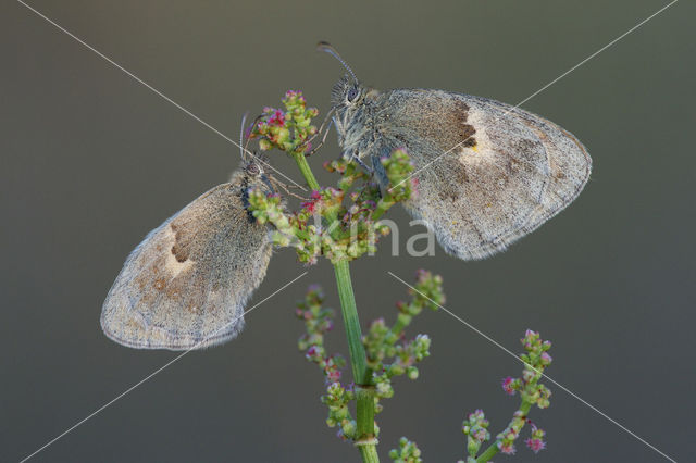 Hooibeestje (Coenonympha pamphilus)