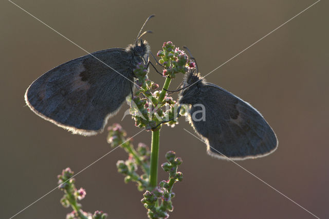 Hooibeestje (Coenonympha pamphilus)