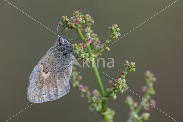 Hooibeestje (Coenonympha pamphilus)