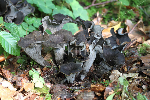 Black Trumpet (Craterellus cornucopioides)