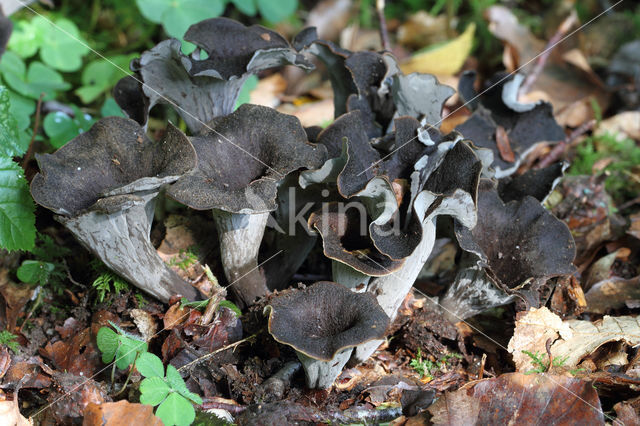 Black Trumpet (Craterellus cornucopioides)